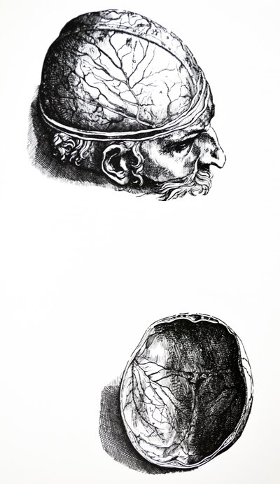 Desky ze sedmé knihy De Humani Corporis Fabrica od Andreas Vesalius