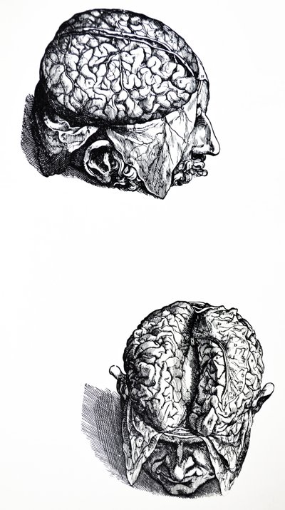 Desky ze sedmé knihy De Humani Corporis Fabrica od Andreas Vesalius