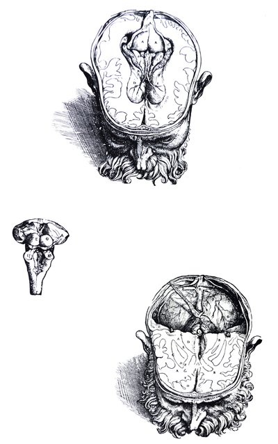 Desky ze sedmé knihy De Humani Corporis Fabrica od Andreas Vesalius