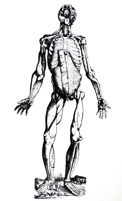 Desky ze sedmé knihy De Humani Corporis Fabrica od Andreas Vesalius