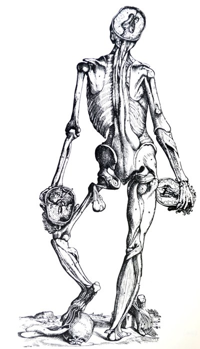 Desky ze sedmé knihy De Humani Corporis Fabrica od Andreas Vesalius