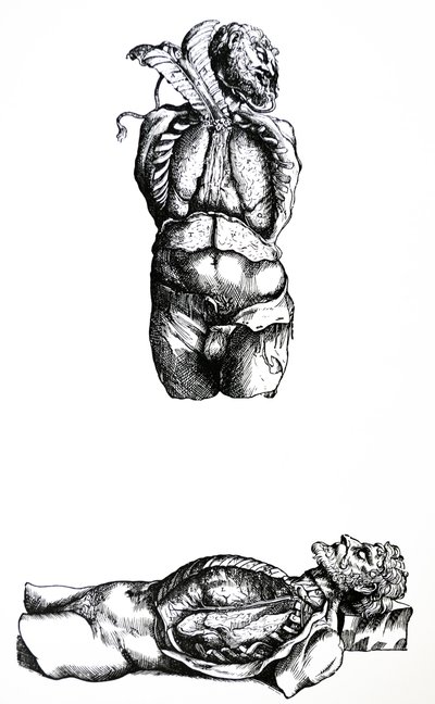 Desky ze šesté knihy De Humani Corporis Fabrica od Andreas Vesalius