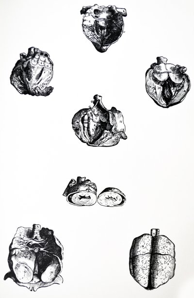 Desky ze šesté knihy De Humani Corporis Fabrica od Andreas Vesalius