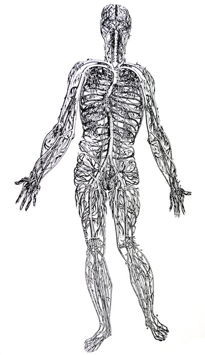 Desky z třetí knihy De Humani Corporis Fabrica od Andreas Vesalius