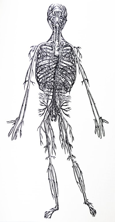Desky z třetí knihy De Humani Corporis Fabrica od Andreas Vesalius