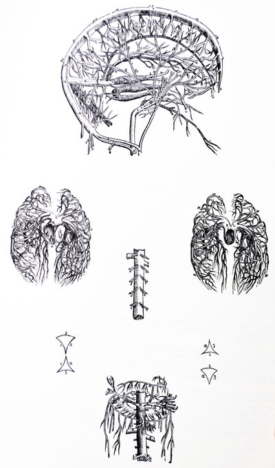 Desky z třetí knihy De Humani Corporis Fabrica od Andreas Vesalius