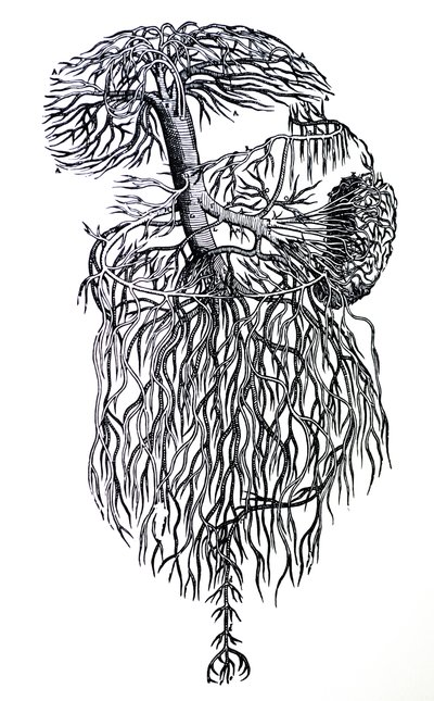 Desky z třetí knihy De Humani Corporis Fabrica od Andreas Vesalius