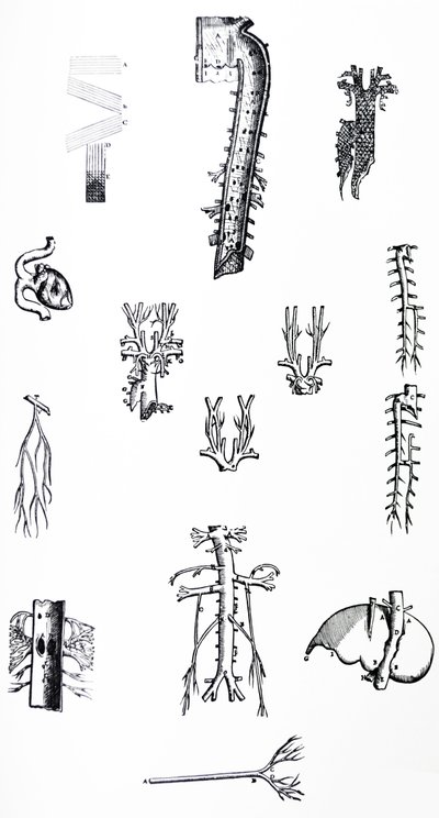 Desky z třetí knihy De Humani Corporis Fabrica od Andreas Vesalius
