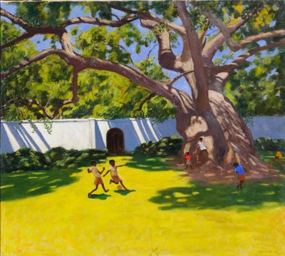 STAROBYLÝ STROM CAMPOR, PANSTVÍ VERGELEGEN, JIŽNÍ AFRIKA od Andrew Macara