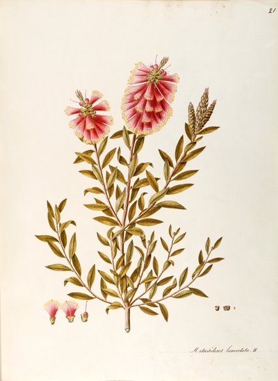 Crimson Bottlebrush (Callistemon citrinus Stapf), Myrtaceae, keř s vytrvalými listy, původem z Austrálie, akvarel od Angela Rossi Bottione