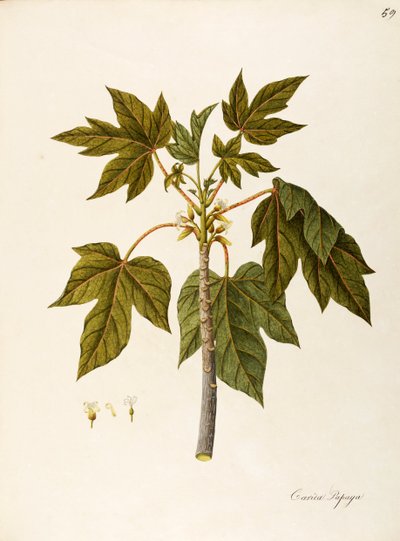 Papája (Carica papaya), Caricaceae, teplý skleníkový strom s vytrvalými listy, pěstovaný pro své plody, původem z tropické Ameriky, akvarel od Angela Rossi Bottione