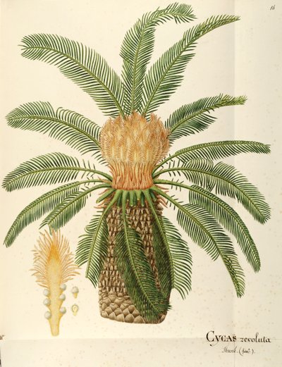 Ságová palma (Cycas revoluta Thunb), Cycadaceae od Angela Rossi Bottione, akvarel od Angela Rossi Bottione