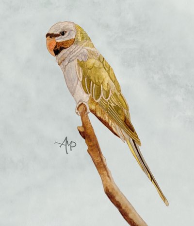  od Angeles M. Pomata
