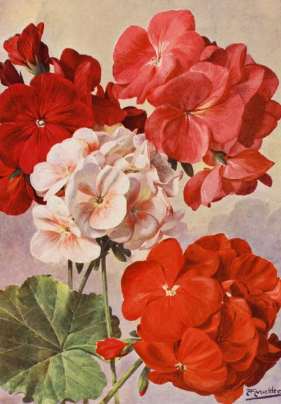 Krásné moderní pelargonie, zonální pelargonie (barevná litografie) od Angelo Fairfax Muckley
