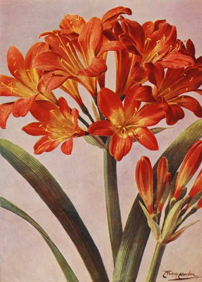 Clivia Miniata, dlouho známá jako Imantophyllum Miniatum (barevná litografie) od Angelo Fairfax Muckley