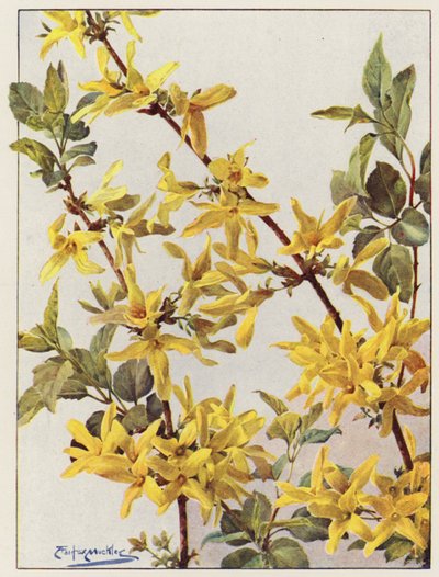 Forsythia Suspensa, krásný keř pro časné jaro (barevná litografie) od Angelo Fairfax Muckley