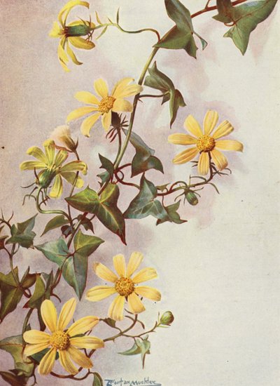 Břečťan žlutý, Senecio Macroglossus (barevná litografie) od Angelo Fairfax Muckley