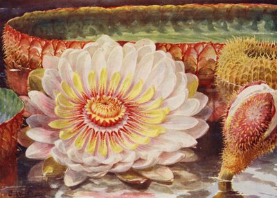 Victoria Regia, nejušlechtilejší ze všech vodních rostlin (barevná litografie) od Angelo Fairfax Muckley