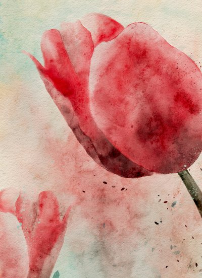 Zářivé tulipány v akvarelu od Ankie Kooi