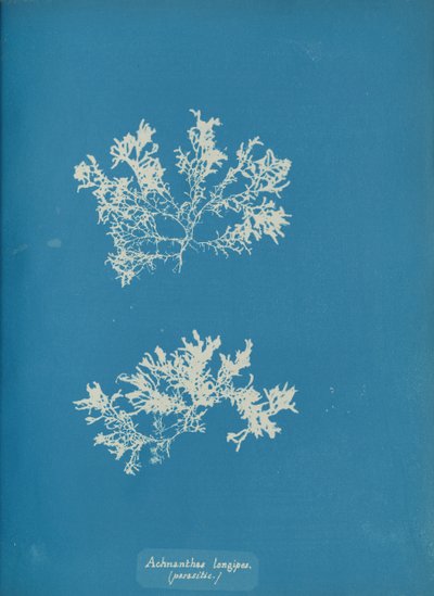 Achnanthes longipes. parazit., ca. 1853. od Anna Atkins