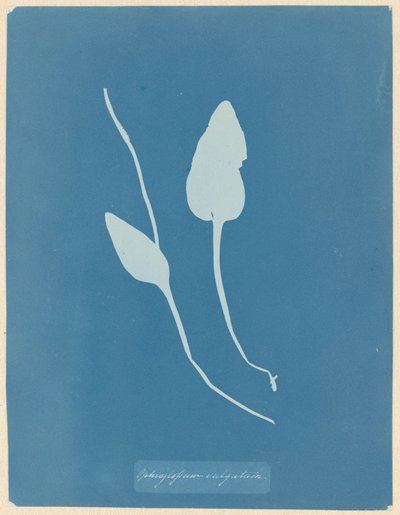 Addertong od Anna Atkins