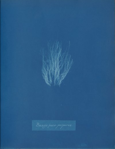 Bangia fusco-purpurea, ca. 1853. od Anna Atkins