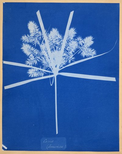 Carix (Amerika) od Anna Atkins