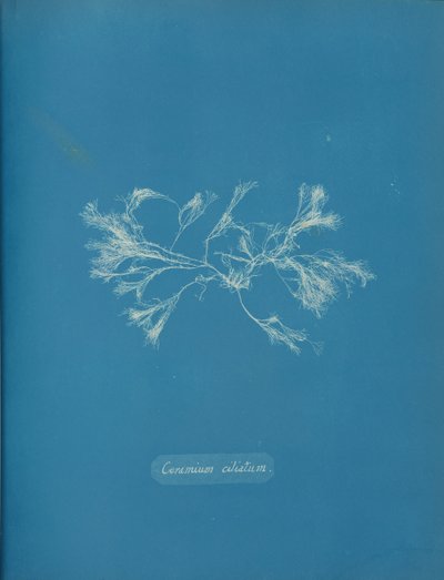 Ciliated keramika, ca. 1853 od Anna Atkins