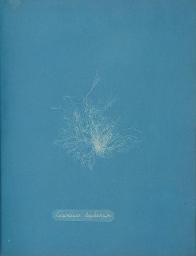 Transparentní keramika, ca. 1853 od Anna Atkins