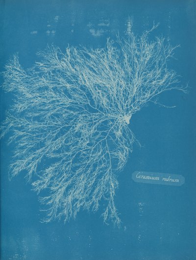 Červená keramika, cca. 1853 od Anna Atkins