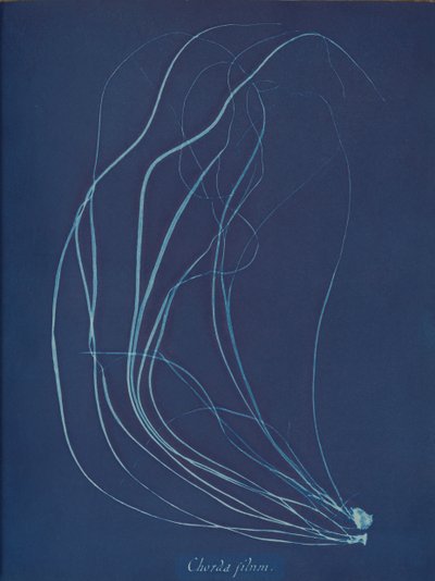 Drátěná šňůra, ca. 1853 od Anna Atkins