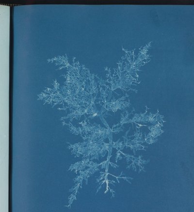 Chylocladia kaliformis od Anna Atkins