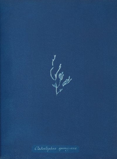 Cladostephus spongiosus, ca. 1853 od Anna Atkins