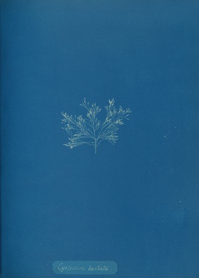 Cystoseira barbata, ca. 1853. od Anna Atkins