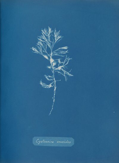 Cystoseira ericoides, ca. 1853. od Anna Atkins