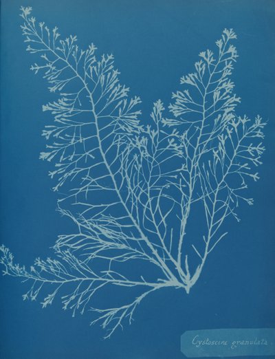 Cystoseira granulata, ca. 1853. od Anna Atkins