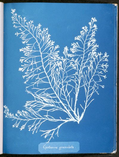 Jeden z páru sedících psů Ludvíka XV., vymodelovaný v reliéfu, uvnitř jeskyně od Anna Atkins