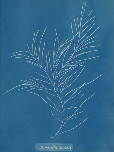 Desmarestia aculeata, ca. 1853. od Anna Atkins