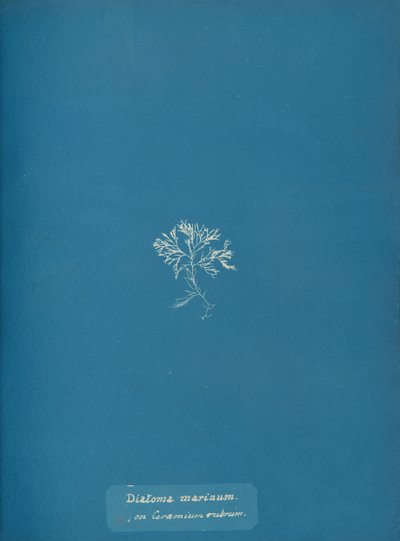 Mořské rozsivky na Ceramium rubrum, ca. 1853 od Anna Atkins