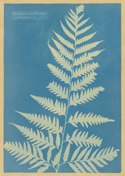  od Anna Atkins