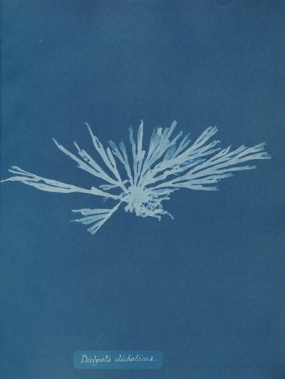 Dictyota dichotoma, ca. 1853. od Anna Atkins