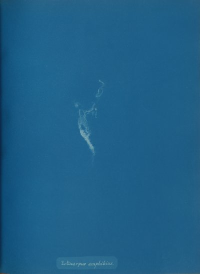 Ectocarpus amphibius, ca. 1853. od Anna Atkins
