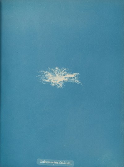 Enteromorpha clathrata, ca. 1853. od Anna Atkins