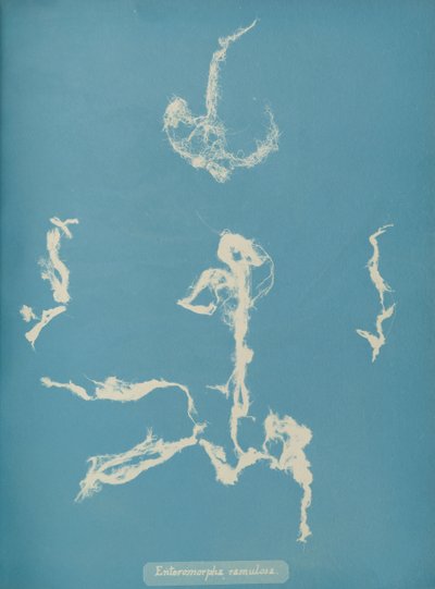Enteromorpha ramulosa, ca. 1853 od Anna Atkins