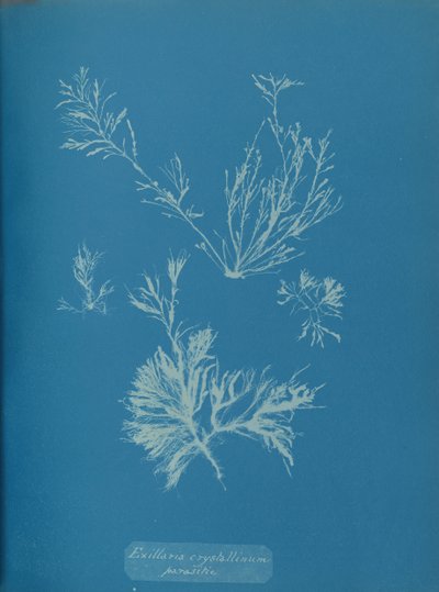 Exillaria crystallinum parazitická, ca. 1853. od Anna Atkins