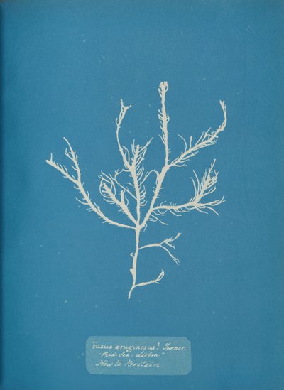 Fucus aeruginosus Turner. S. Moře Lisabon Nově do Británie., cca. 1853. od Anna Atkins