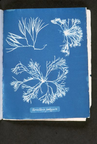 Furcelleria fastigiata, z 