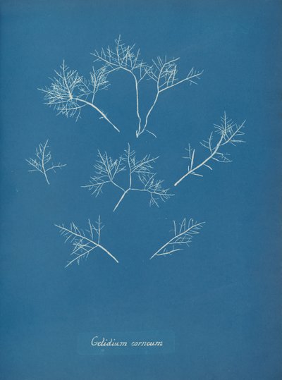 Korneální mráz, ca. 1853 od Anna Atkins