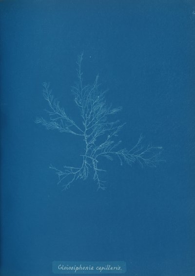 Gloisiphonia capillaris, ca. 1853. od Anna Atkins
