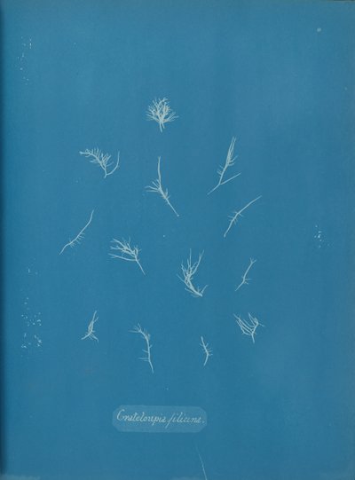 Grateloupia filicina, ca. 1853. od Anna Atkins